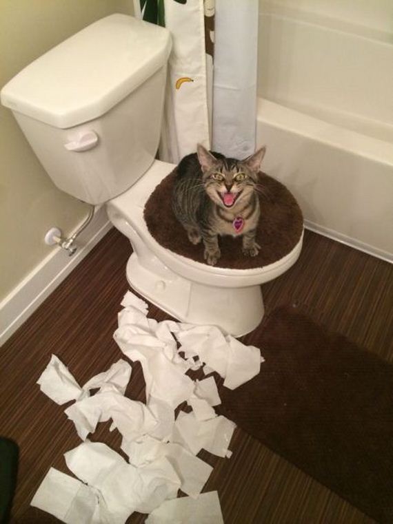 funny-pictures-790