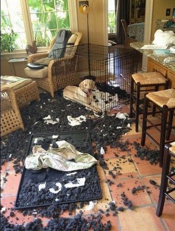 funny-pictures-790