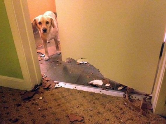 funny-pictures-791