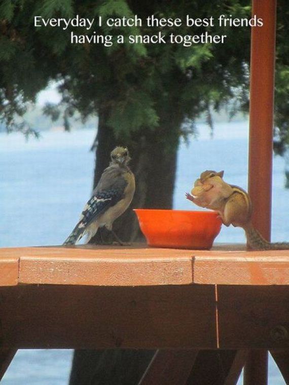 funny-pictures-791