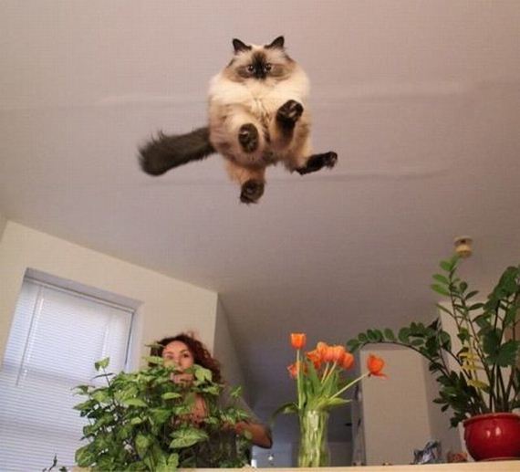 funny-pictures-791