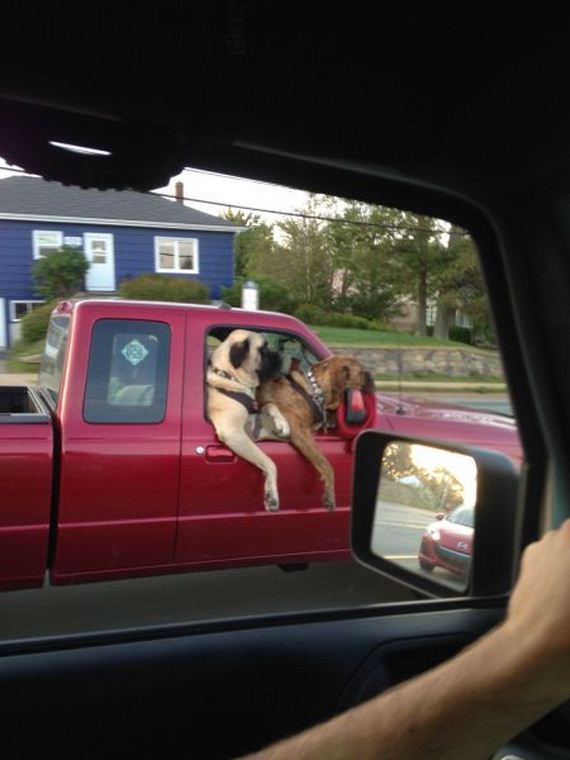 funny-pictures-791