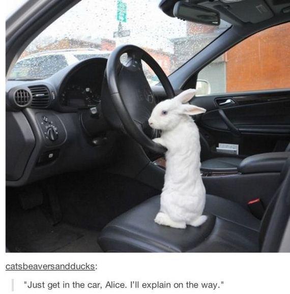 funny-pictures-791