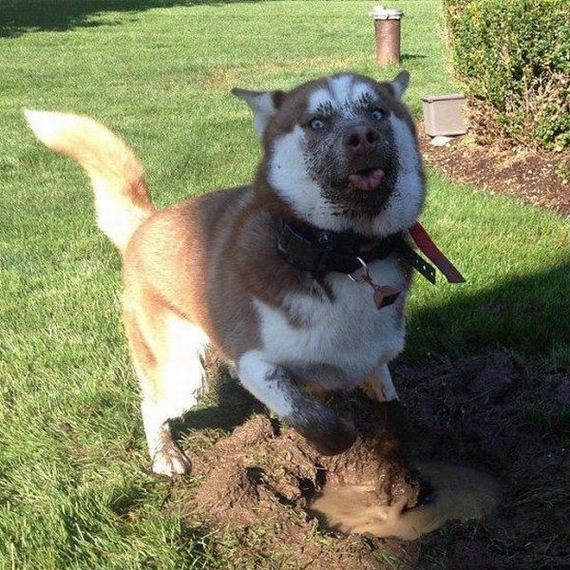 funny-pictures-791