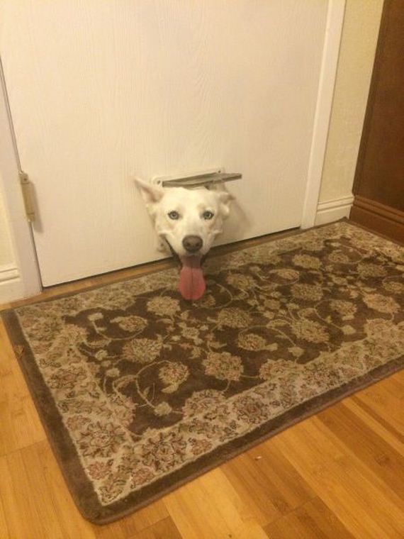 funny-pictures-793