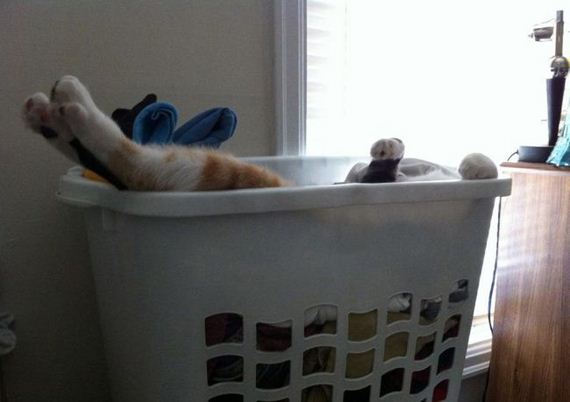 funny-pictures-794