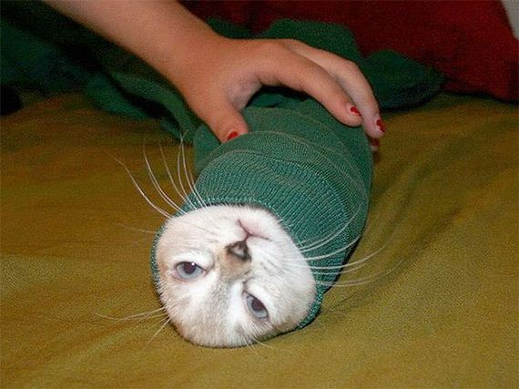 funny-pictures-794