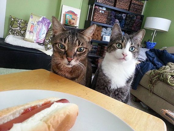 funny-pictures-794