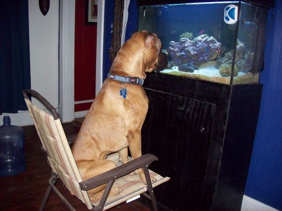 funny-pictures-794