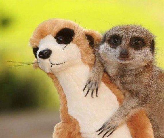funny-pictures-794