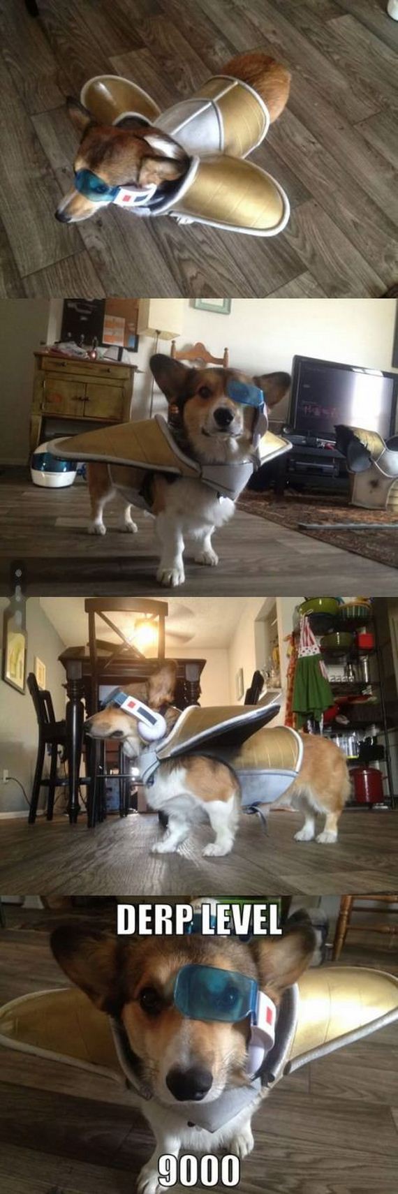 funny-pictures-794