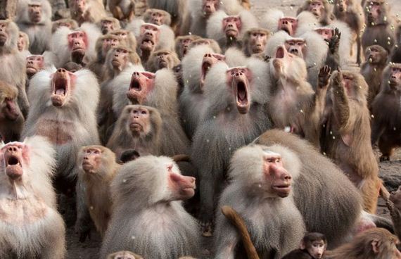 funny-pictures-795