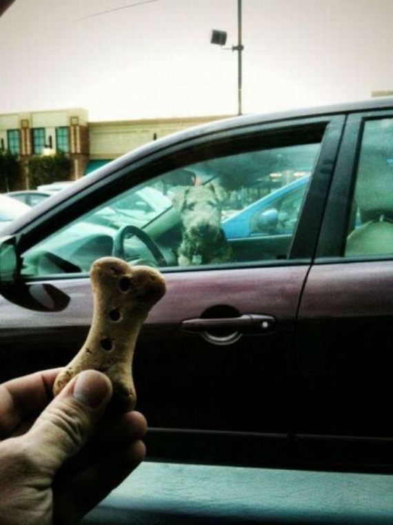 funny-pictures-796