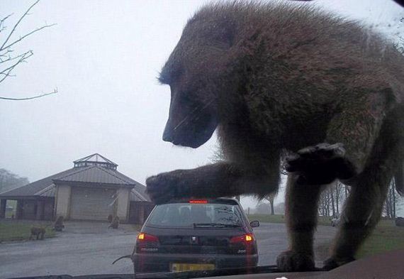 funny-pictures-797
