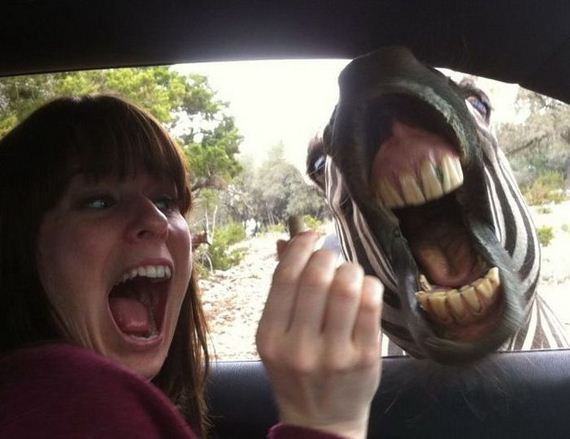 funny-pictures-797