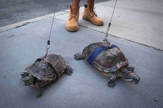 funny-pictures-797
