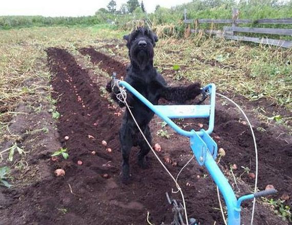 funny-pictures-797