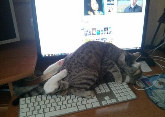 funny-pictures-797