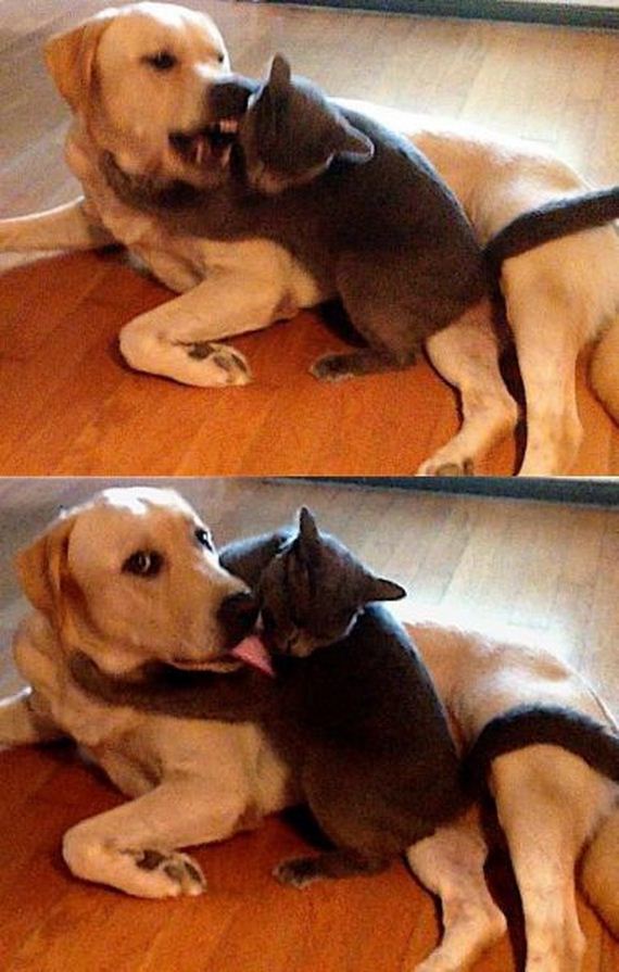 funny-pictures-797