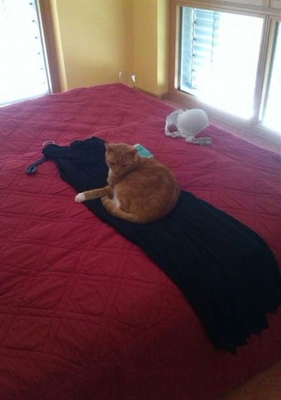 funny-pictures-800