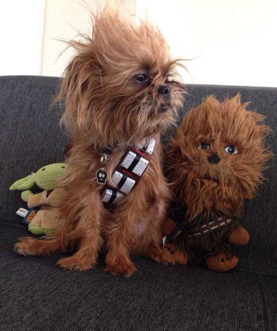 funny-pictures-800