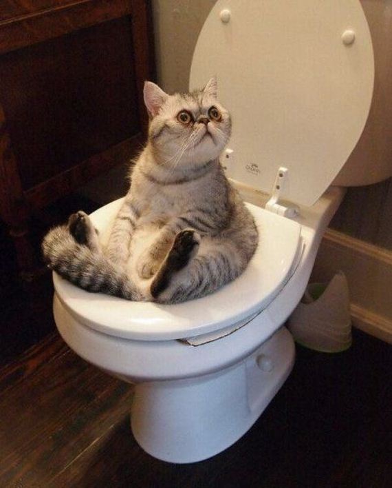 funny-pictures-800