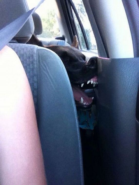 funny-pictures-800