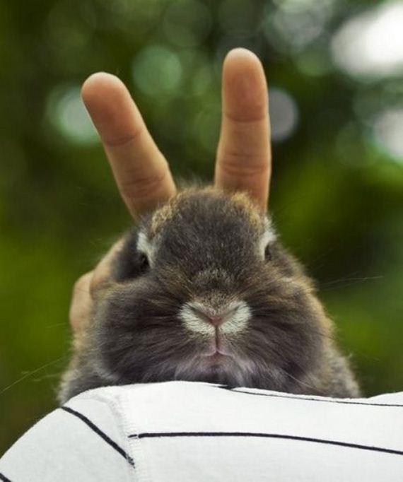 funny-pictures-801