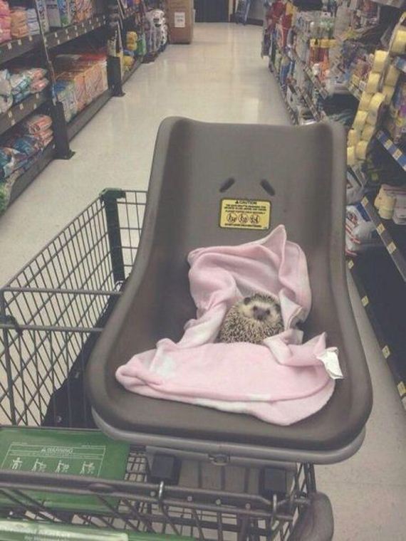 funny-pictures-801