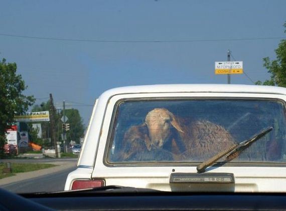 funny-pictures-802