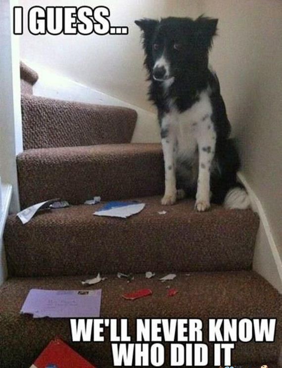 funny-pictures-803