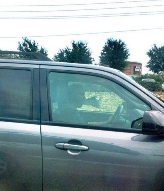 funny-pictures-803