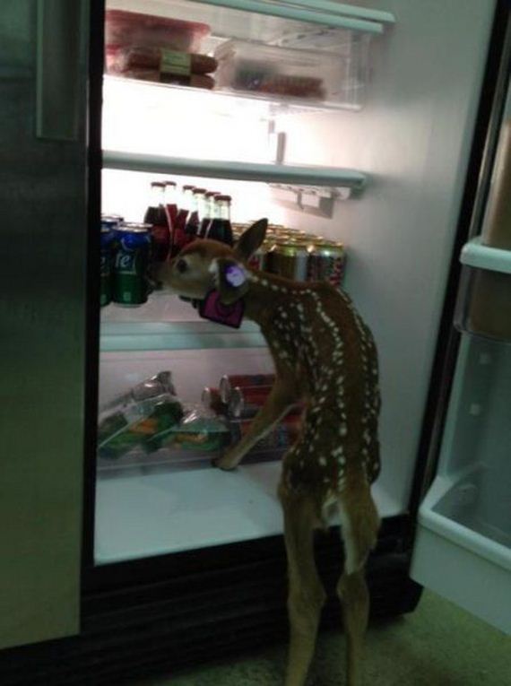 funny-pictures-803