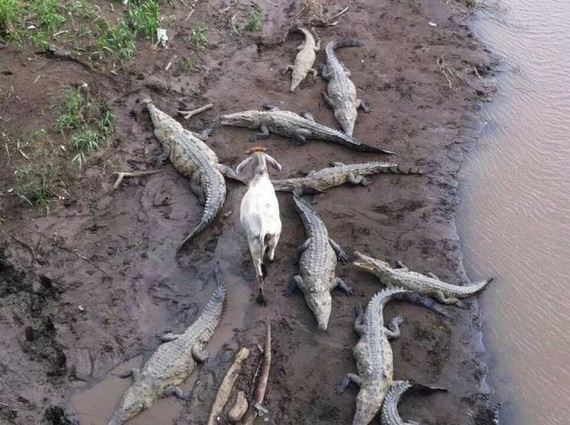 funny-pictures-806