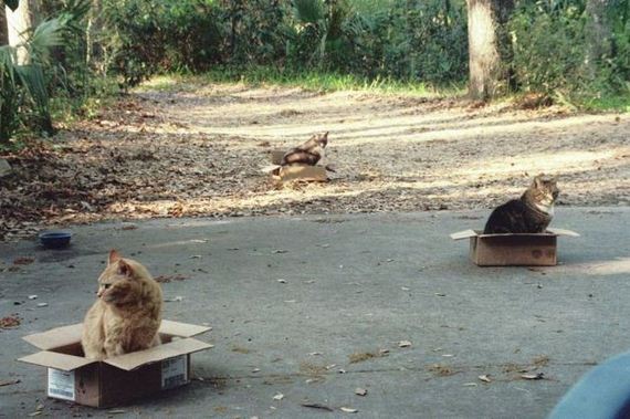 funny-pictures-806