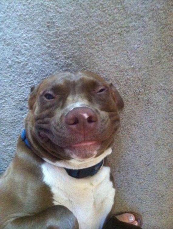 funny-pictures-806
