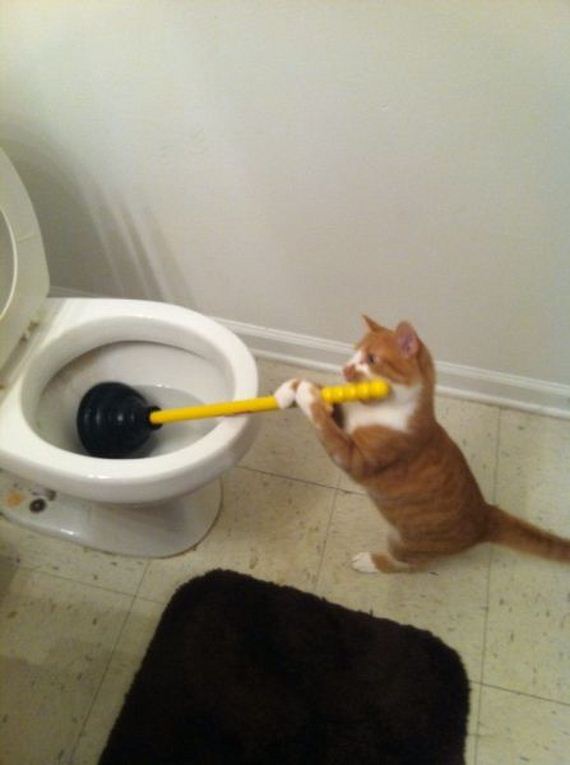 funny-pictures-806