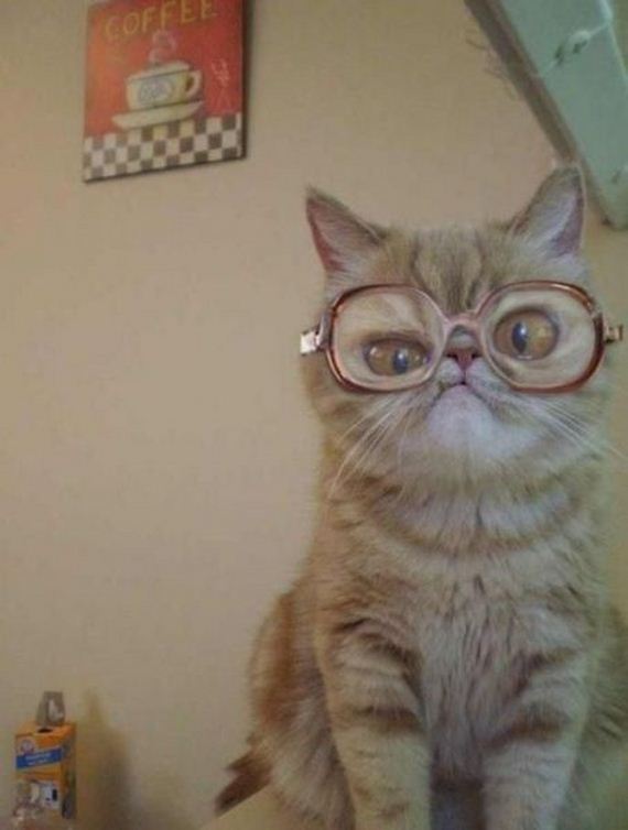 funny-pictures-808