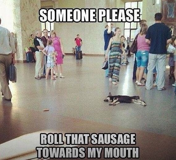 funny-pictures-808