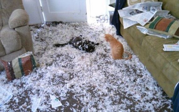 funny-pictures-809