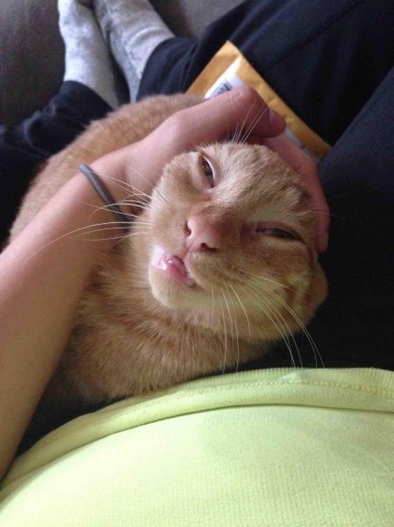 funny-pictures-814