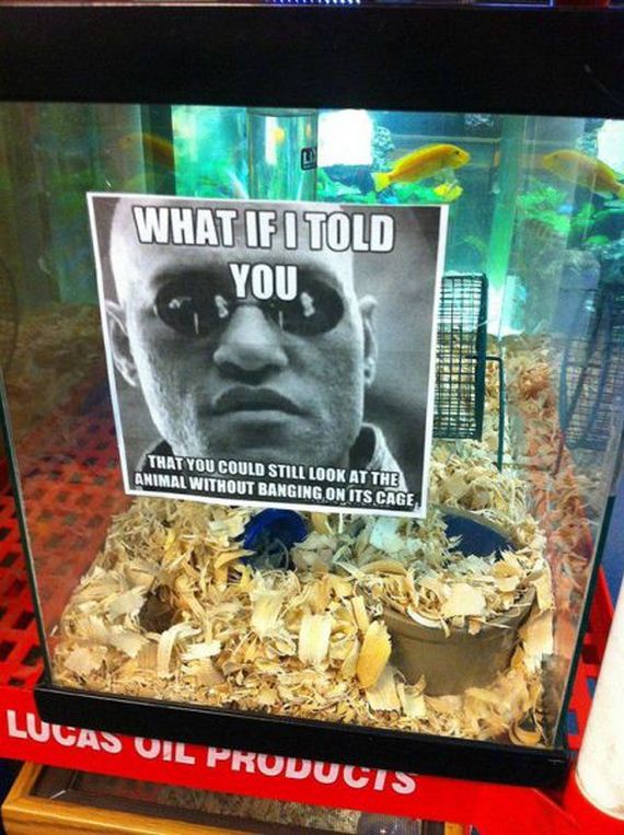funny-pictures-816