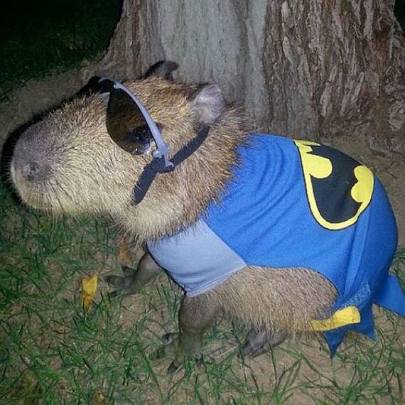 funny-pictures-816