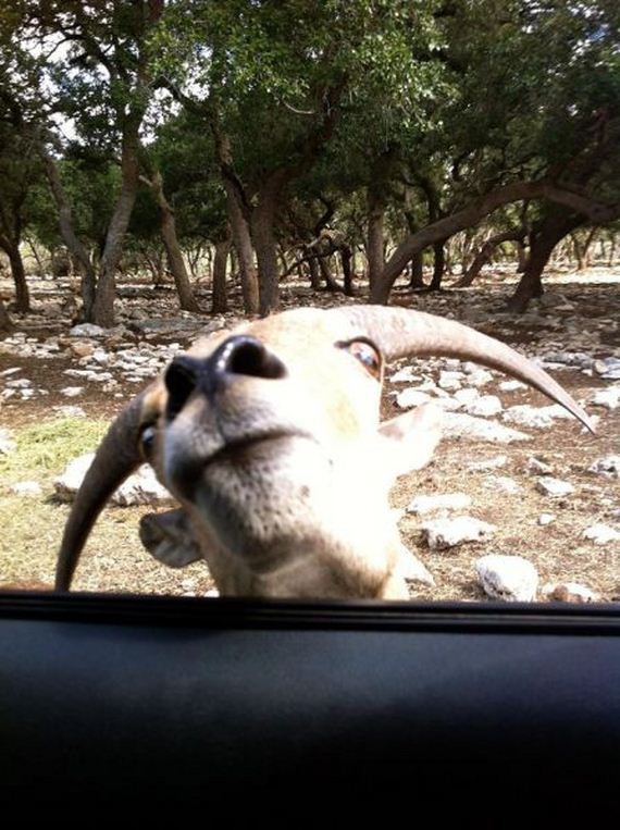 funny-pictures-817