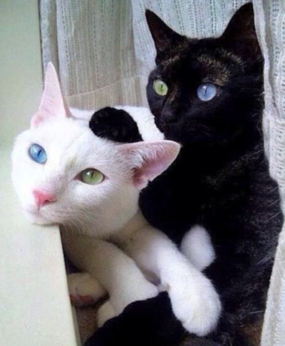 funny-pictures-817