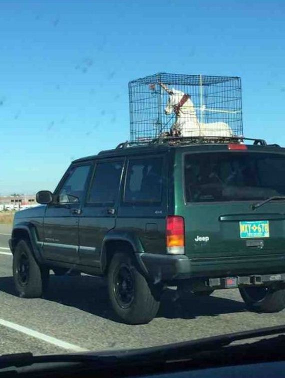 funny-pictures-817
