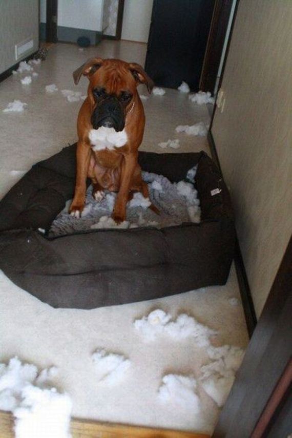 funny-pictures-818