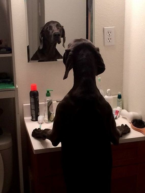 funny-pictures-819