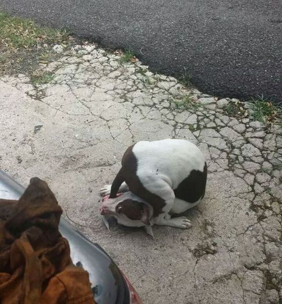funny-pictures-820