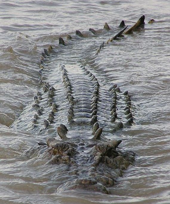 giant_croc